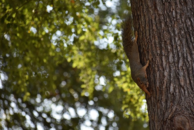 年美洲杯小 年美洲杯小